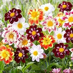 300 seeds perennial for sale  Delivered anywhere in USA 