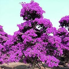 100 stück bougainvillea gebraucht kaufen  Wird an jeden Ort in Deutschland