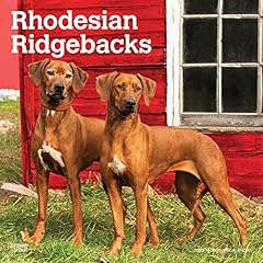 Rhodesian ridgebacks 2023 for sale  Delivered anywhere in UK