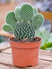 Opuntia microdasys pallida for sale  Delivered anywhere in UK