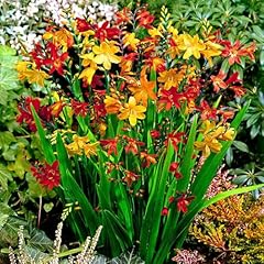 Mix crocosmia lucifer for sale  Delivered anywhere in USA 