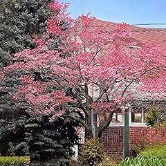 Pink flowering dogwood for sale  Delivered anywhere in USA 