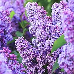 Old fashion lilac for sale  Delivered anywhere in USA 