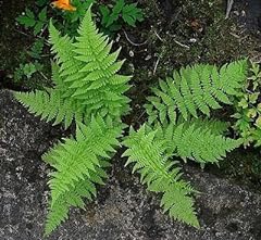 Lady ferns plants for sale  Delivered anywhere in USA 