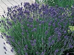 Pack english lavender for sale  Delivered anywhere in UK