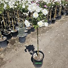 Rose tree feet for sale  Delivered anywhere in USA 
