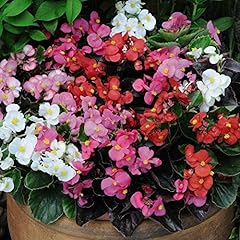 Begonia plugs flowering for sale  Delivered anywhere in Ireland