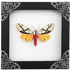 Real tiger moth for sale  Delivered anywhere in USA 