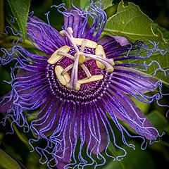 Dark purple passion for sale  Delivered anywhere in USA 