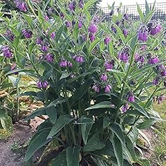 Mature comfrey plants for sale  Delivered anywhere in UK