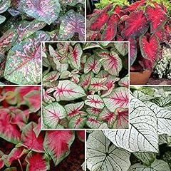 Seeds mixed caladium d'occasion  Livré partout en Belgiqu