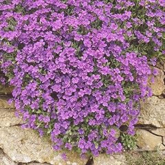 Rock cress seeds for sale  Delivered anywhere in USA 