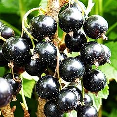 Consort black currant for sale  Delivered anywhere in USA 