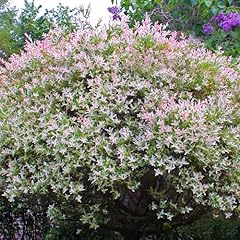 Salix flamingo willow for sale  Delivered anywhere in UK