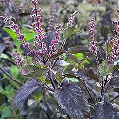 Krishna tulasi basil for sale  Delivered anywhere in USA 
