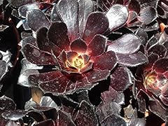 Succulent plant aeonium for sale  Delivered anywhere in USA 