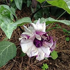 Semi datura fastuosa usato  Spedito ovunque in Italia 