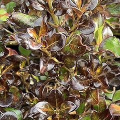 Coprosma midnight martini for sale  Delivered anywhere in UK