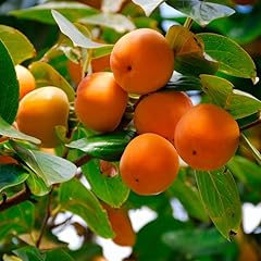 American persimmon tree for sale  Delivered anywhere in USA 