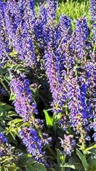 Salvia nemerosa may for sale  Delivered anywhere in USA 