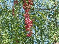 Pepper california tree for sale  Delivered anywhere in USA 