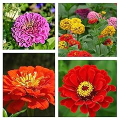 Zinnia flower choice for sale  Delivered anywhere in UK