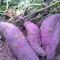 Semi patate dolci usato  Spedito ovunque in Italia 