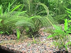 Aquaplants aponogeton fenestra d'occasion  Livré partout en France