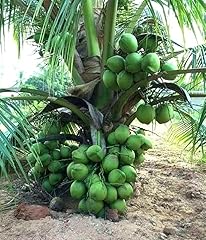 Live green dwarf for sale  Delivered anywhere in USA 