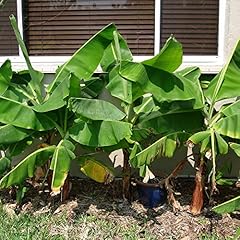 Dwarf cavendish banana for sale  Delivered anywhere in USA 