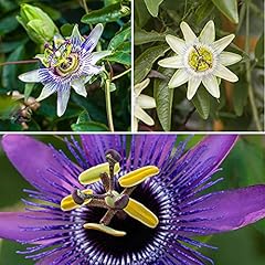 Garden passiflora supplied for sale  Delivered anywhere in UK
