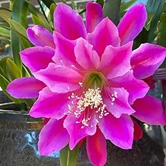 Purple epiphyllum orchid for sale  Delivered anywhere in USA 