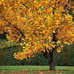 Tulip poplar trees for sale  Delivered anywhere in USA 