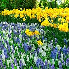 Narcisi gialli muscari usato  Spedito ovunque in Italia 
