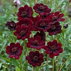 Cosmos chocamocha 5xjumbo for sale  Delivered anywhere in UK