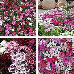 Dianthus garden plant for sale  Delivered anywhere in UK