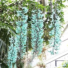 Jade vine seeds for sale  Delivered anywhere in USA 