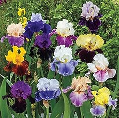 Splended colors mix for sale  Delivered anywhere in USA 