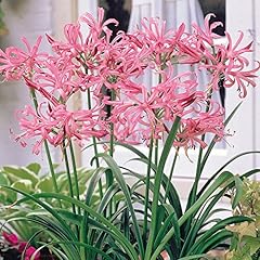 Nerine bulbs bowdenii for sale  Delivered anywhere in UK