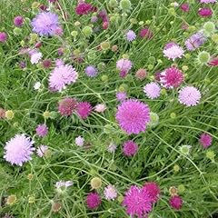 Mazedonische witwenblume melto gebraucht kaufen  Wird an jeden Ort in Deutschland