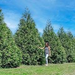 Perfect plants thuja for sale  Delivered anywhere in USA 