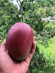 Mango tree live for sale  Delivered anywhere in USA 