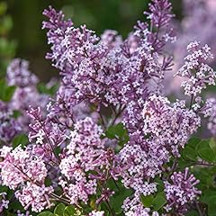 Syringa miss kim for sale  Delivered anywhere in UK