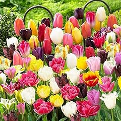 Tutta miscela tulipani usato  Spedito ovunque in Italia 