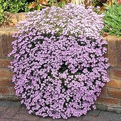 Welldales pink creeping for sale  Delivered anywhere in UK