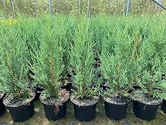 Juniperus skyrocket tree for sale  Delivered anywhere in Ireland