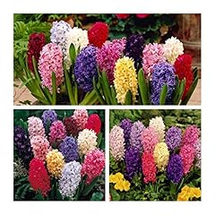 Hyacinth mixed flower for sale  Delivered anywhere in UK