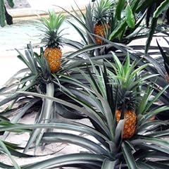 Pineapple plants elite for sale  Delivered anywhere in USA 