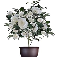 Pure white camellia for sale  Delivered anywhere in USA 