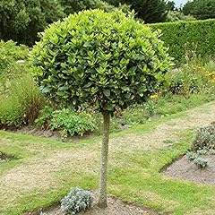 Garden bay tree for sale  Delivered anywhere in UK
